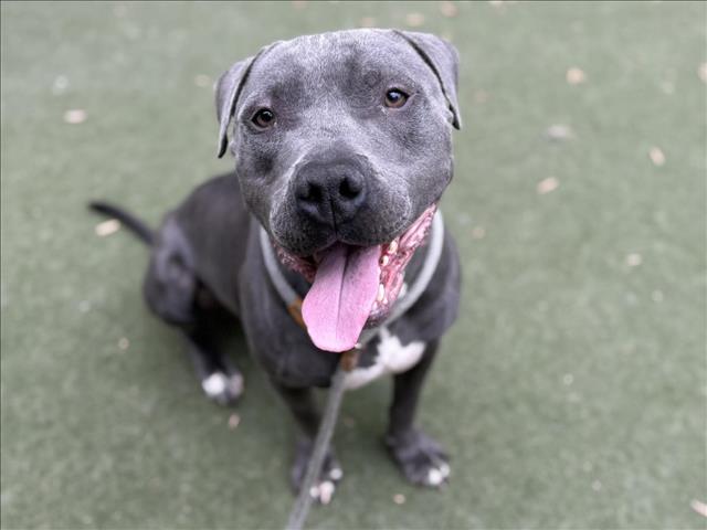 adoptable Dog in Los Angeles, CA named SMOKEY