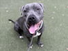 adoptable Dog in  named SMOKEY