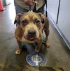 adoptable Dog in  named VIEJO