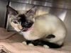 adoptable Cat in  named BOMBON