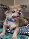 adoptable Dog in  named LADY