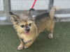 adoptable Dog in  named LADY