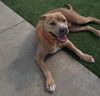 adoptable Dog in  named BELLA LASHES