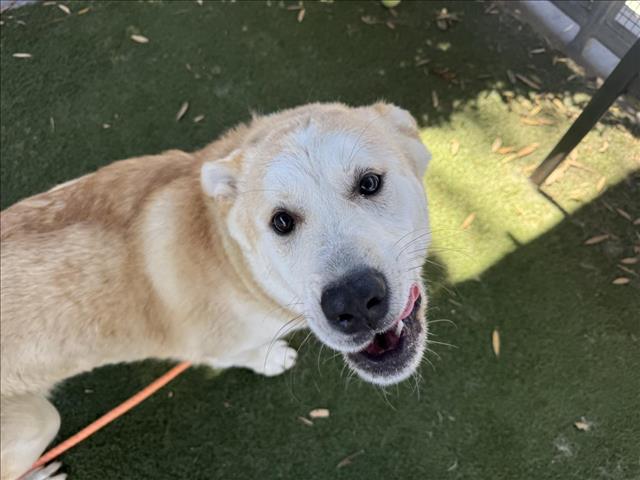 adoptable Dog in Los Angeles, CA named DUNCAN