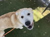 adoptable Dog in  named DUNCAN