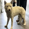 adoptable Dog in  named MILK