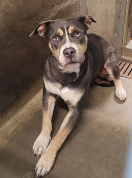 adoptable Dog in Los Angeles, CA named DONKEY