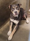 adoptable Dog in  named DONKEY