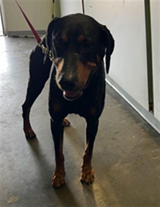 adoptable Dog in Los Angeles, CA named EL CAPITAN