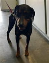 adoptable Dog in  named EL CAPITAN