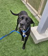 adoptable Dog in  named HERCULES