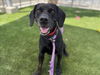 adoptable Dog in  named DODGER