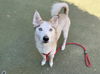 adoptable Dog in  named NAYLA
