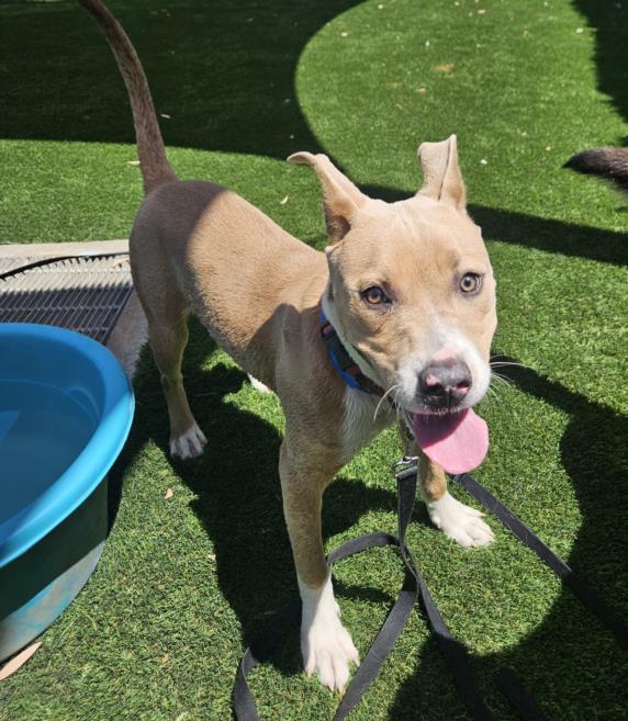 adoptable Dog in Los Angeles, CA named CHURRO