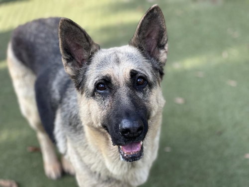 STAR - German Shepherd Dog available for adoption