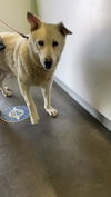 adoptable Dog in  named ROCKET