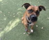 adoptable Dog in  named NIKE