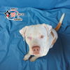adoptable Dog in  named SPIKE