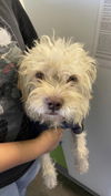 adoptable Dog in  named BOLLIO