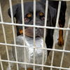 adoptable Dog in  named BLUE
