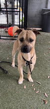 adoptable Dog in  named BROWNIE