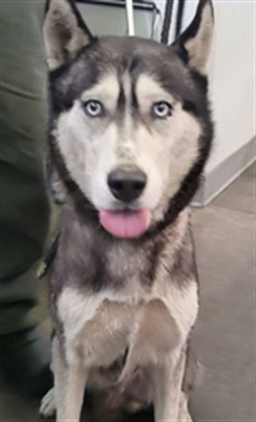 adoptable Dog in Los Angeles, CA named OYUKI