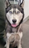 adoptable Dog in  named OYUKI