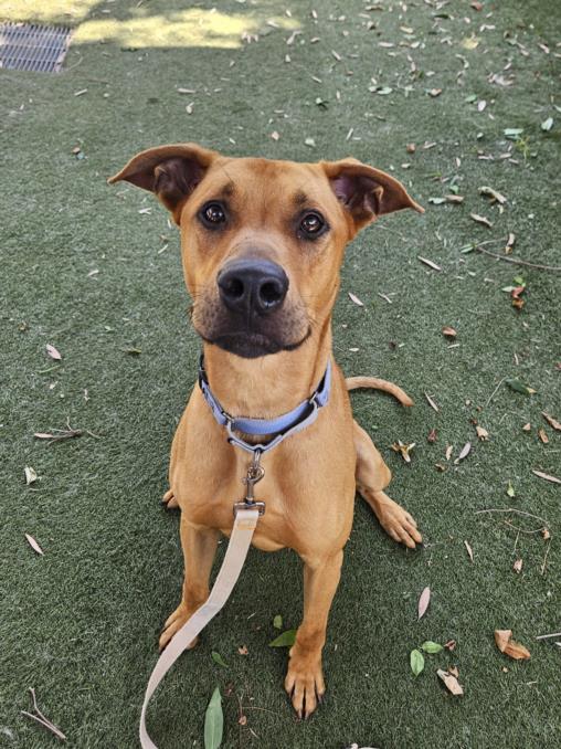 adoptable Dog in Los Angeles, CA named HENRY