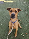 adoptable Dog in  named HENRY