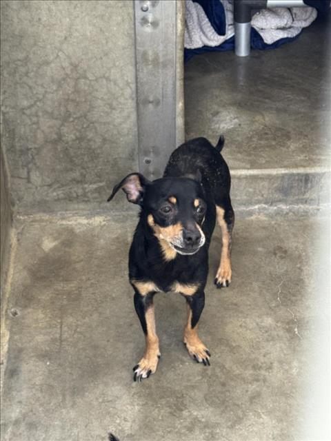 adoptable Dog in Los Angeles, CA named PAPA