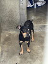 adoptable Dog in  named PAPA