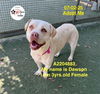 adoptable Dog in  named DAWSON