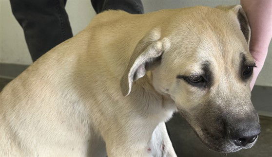 adoptable Dog in Los Angeles, CA named ZIGGY MARLEY