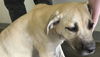 adoptable Dog in  named ZIGGY MARLEY