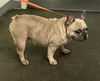 adoptable Dog in  named BETTY