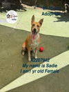 adoptable Dog in  named SADIE