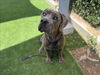 adoptable Dog in  named MISTY