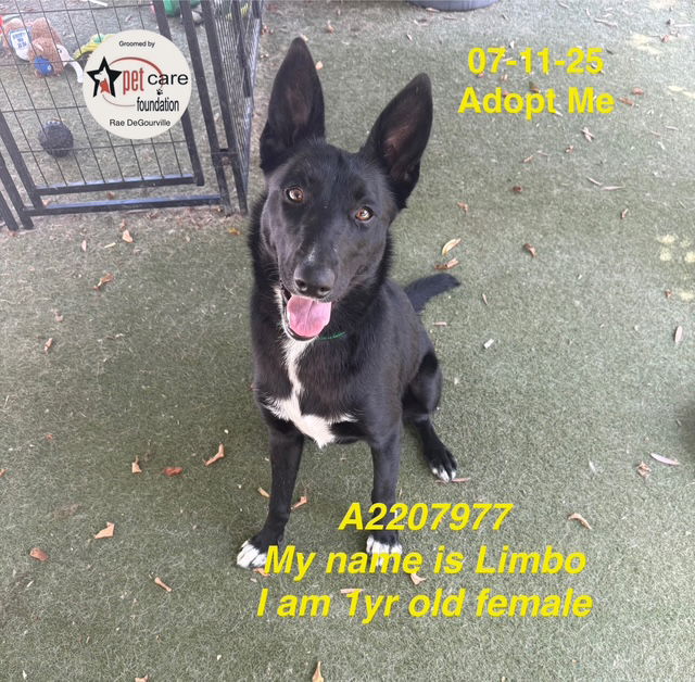 adoptable Dog in Los Angeles, CA named LIMBO