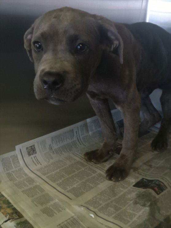 adoptable Dog in Los Angeles, CA named BUZZ
