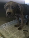 adoptable Dog in  named BUZZ