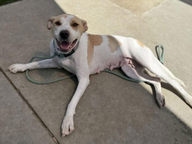adoptable Dog in Los Angeles, CA named SKITTLES