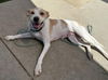 adoptable Dog in  named SKITTLES