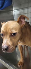 adoptable Dog in  named BOOMER
