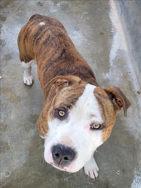 adoptable Dog in Los Angeles, CA named SPARKY