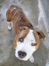 adoptable Dog in  named SPARKY