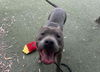 adoptable Dog in  named JOHNNY