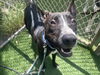 adoptable Dog in  named CHOINA
