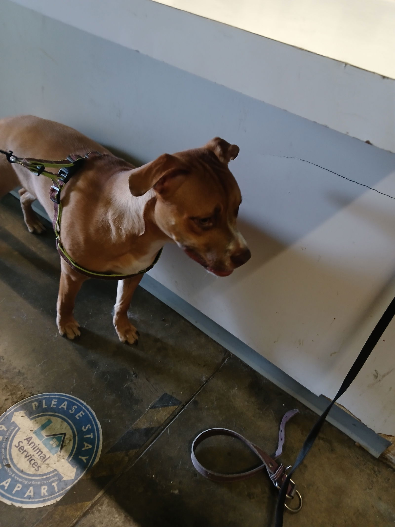adoptable Dog in Los Angeles, CA named ZEUS