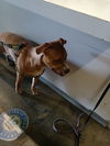 adoptable Dog in  named ZEUS