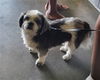 adoptable Dog in  named CASH